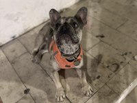 BLUE MERLE FRENCH BULLDOG