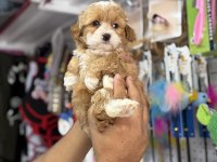 Türkiyenin en güzel maltipoo bebekleri core