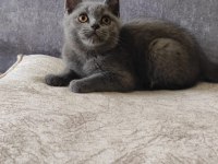 British shorthair 3 aylık yavru kedimiz