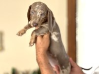 SAĞLIK VE IRK GARANTLİ DACHSHUND BEBEKLER