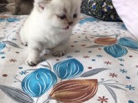 British Shorthair Yavrular