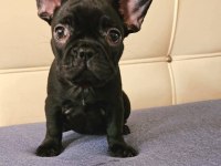 EGZOTİK KAN A+ KALİTE FRENCH BULLDOG