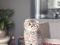Scottısh Fold Ayı Surat Yavrularım 