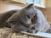 Oğluma gelin adayı arıyorum scottish fold