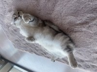Adı luna çok tatlı ve sakin bir scottish fold