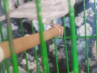 Hazır bangır bangır öter durumda beyaz satinet