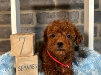 Güzellik Abidesi Poodle Bebeklerimiz