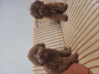 İlk sağlık taramalarından geçen poodle bebekler