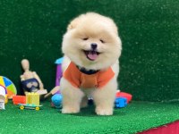Pomeranian Boo Yavrularımız