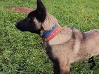 Ful Maske Güzellik Abidesi Safkan 4 Aylık Malinois Yavrum