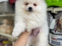 En Tatlı Pomeranian Bebeklerimiz