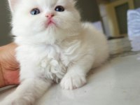 BRITISH LONGHAIR YAVRULAR