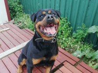 Safkan Rottweiler