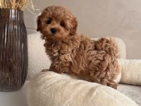 Maltipoo minikler ped eğitimli sıfır boy