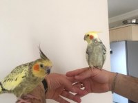 SULTAN PAPAĞANI ÇAPKIN VE LİMONLA AYRILMA VAKTİ GELDİ