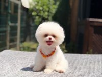 Pomeranian boo yavru sağlık ve ırk garantili