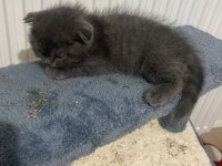 Scottish fold yavru