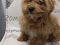 Yavru Maltipoo Yavrumuz