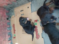 Dişi ve erkek rottweiler mevcut