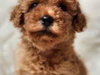 Veteriner teknikerinden sevimli toy poodle dişi ve erkek