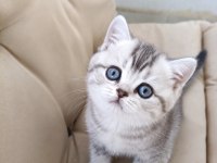 British ve scottish fold yavrular