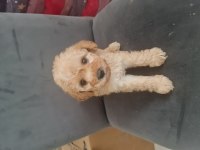 Tuvalet egitimli minyatür maltipoo minnaklarım