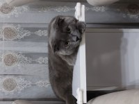 2 YAŞINDA AŞILARI TAM KISIRLASTIRILMAMIŞ SCOTTİSH