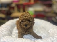 Teacup Toy Poodle Güzelliği @petclubadana