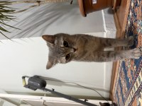 Dişi British Shorthair