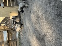 Dev Irk Anadolu çoban köpeği