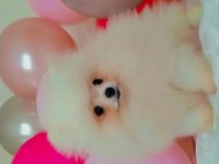 Mükemmel kalitede bir yavru pomeranian ultra mini boy