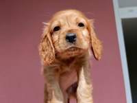 Erkek cocker yavru köpeğimiz