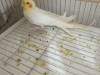 Sultan papağanı lutino kuşumuz
