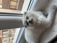 Scottish fold blue point