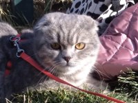 ÜCRETSİZ SAHİPLENDİRME SCOTTİSH FOLD KEDİSİ