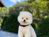 POMERANİAN ERKEK BEBEK KYS