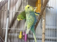 RENK GÜZELİ RAİNBOW CHEK KUŞLAR VE ÇİFT TAKIM