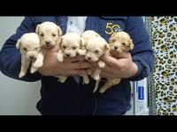 Maltipoo bebekler