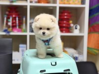 Teddy bear minik pomeranian boo