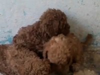 Poodle bebeklerimiz yeni evlerini bekliyor