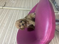 CAVAPOO kavapo