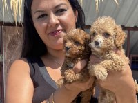 Sağlık Ve Irk Garantili Maltipoo Yavrularım