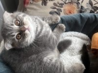 British Shorthair Ve Scottish Fold Yavrular