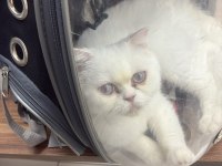 3 yaşında exotic shorthair kedim (DİŞİ)