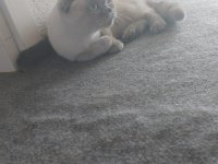 Scottish fold kedimiz hera