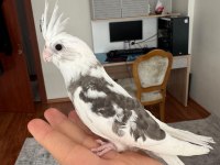 2 aylık fw sultan papağanı