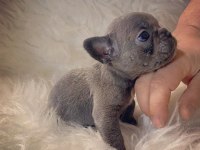 Irk Standartlarında Blue Mavi Gözlü French Bulldog Yavrular