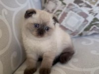 scottish fold blue point 4 aylık dişi