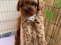 2 dişi toy poodle
