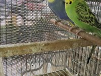 Ele alıştırmalık yavru muhabbet kuşu